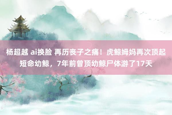 杨超越 ai换脸 再历丧子之痛！虎鲸姆妈再次顶起短命幼鲸，7年前曾顶幼鲸尸体游了17天